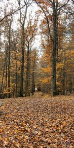 Leaves,Emptiness,On The Contrary,Nature,Park,Benches,Void,Autumn