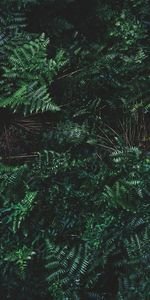 Leaves,Ferns,Bush,Plant,Nature