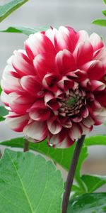 Feuilles,Bourgeon,Tiges,Dahlia,Fleur,Fleurs