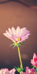 Leaves,Flower,Macro,Glare,Shine,Light,Tape,Tenderness