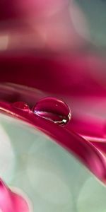 Leaves,Flower,Macro,Petals,Glare