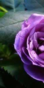 Leaves,Flower,Macro,Petals,Height,Growth