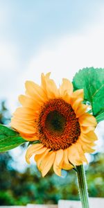 Leaves,Flower,Petals,Bee,Sunflower,Flowers