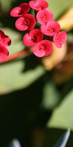 Leaves,Flower,Plant,Macro,Stem,Stalk