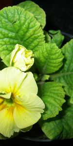 Hojas,Flor,Cuarto,Olla,Maceta,Flores,Habitación