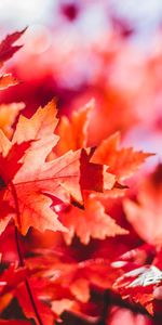 Leaves,Glare,Nature,Maple