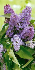 Leaves,Greens,Bouquet,Basket,Watering Can,Flowers,Lilac