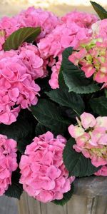 Leaves,Greens,Bouquet,Flowers,Vase,Hydrangea