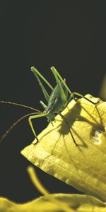 Hojas,Macro,Insecto,Luz De Sol,Luz Del Sol,Saltamontes