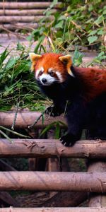 Leaves,Ladder,Climb,Red Panda,Animals,Structure,Stairs