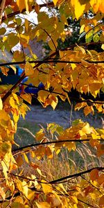 Feuilles,Paysage