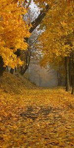 Leaves,Landscape,Autumn