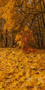 Leaves,Landscape,Autumn