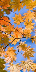 Leaves,Landscape,Plants