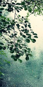 Leaves,Landscape,Rain