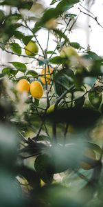 Leaves,Lemon,Fetus,Nature,Plant,Fruit