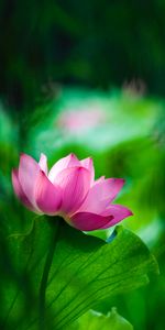 Leaves,Lotus,Flowers,Smooth,Blur,Bloom,Flowering