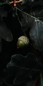 Leaves,Macro,Acorn,Dark