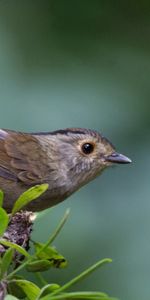 Leaves,Macro,Bird,Branch,Leaflets,Animals