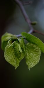 Hojas,Macro,Suave,Rama,Borrosidad