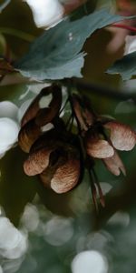 Macro,Flou,Branches,Boquet,Érable,Graines,Des Graines,Feuilles,Lisse,Bokeh