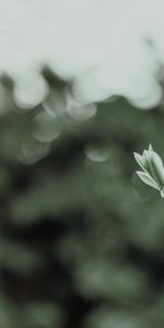 Leaves,Macro,Blur,Smooth,Sprouts,Plant