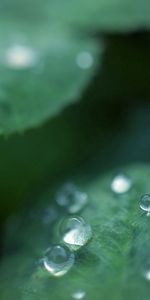 Leaves,Macro,Blur,Smooth,Surface,Dew,Drops