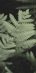 Leaves,Macro,Branch