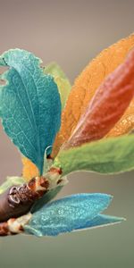 Leaves,Macro,Branch