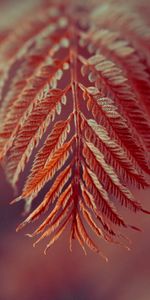 Feuilles,Branche,Macro