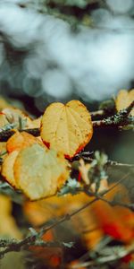 Leaves,Macro,Branch,Autumn