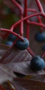 Leaves,Macro,Branch,Berry,Grapes