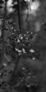 Leaves,Macro,Branch,Bw,Chb