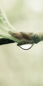 Leaves,Macro,Branch,Drop,Spring