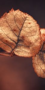 Leaves,Macro,Branch,Dry,Background