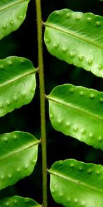 Leaves,Macro,Branch,Fern