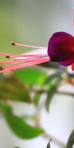 Leaves,Macro,Branch,Flower