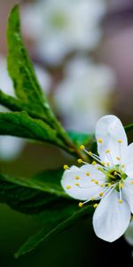 Feuilles,Branche,Fleur,Macro,Source,Floraison,Printemps