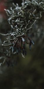 Leaves,Macro,Branch,Frost,Ice