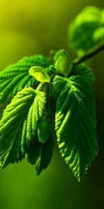 Feuilles,Éblouissement,Branche,Macro,Éclat