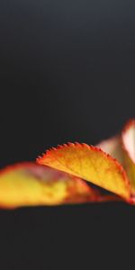 Leaves,Macro,Branch,Light Coloured,Light,Stains,Spots