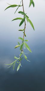 Nature,Feuilles,Macro,Branche,Fond Bleu