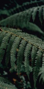 Leaves,Macro,Branch,Plant,Fern