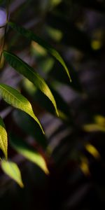 Feuilles,Branche,Macro,Saule