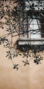 Leaves,Macro,Branch,Window,Lattice,Trellis,Wall