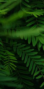 Leaves,Macro,Branches,Acacia