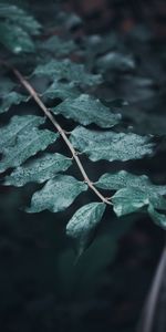 Leaves,Macro,Branches,Dew,Drops,Focus