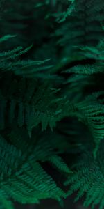 Leaves,Macro,Branches,Fern