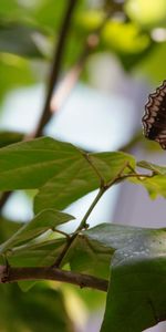 Leaves,Macro,Branches,Insect,Butterfly