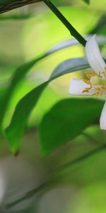 Leaves,Macro,Bright,Branch,Flower